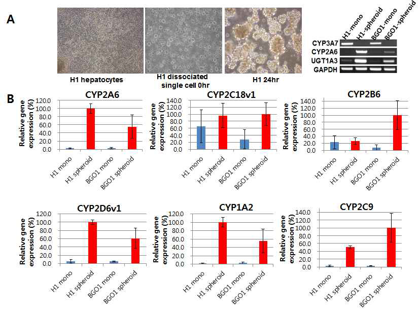 (A) 간세포 분화 단계에 hepatic spheroid 형성 사진과 PCR로 확인된 약물대사 효소들과 drug transpoter의 PCR 결과 (B) RT-PCR로 확인한 monolayer vs. hepatic spheroid 배양시 발현이 되는 약물대사 효소들의 발현 결과