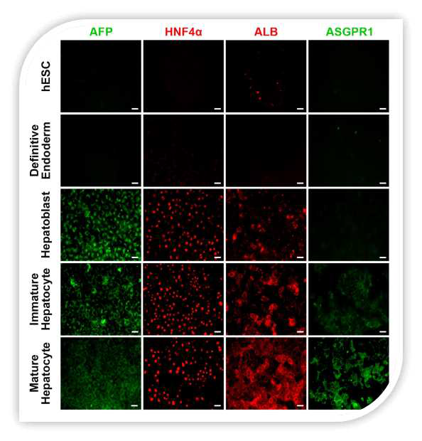 인간 배아 줄기세포에서 간 유사세포로 분화시키는 과정 중 진행 단계별 특이적 유전자 발현을 면역형광염색으로 확인함.