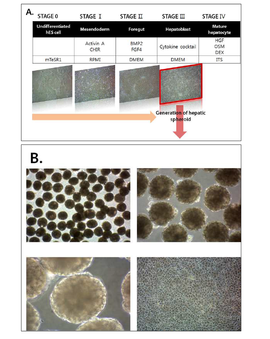 (A) 본 연구진이 보유한 분화기법과 hepatic spheroid 형성 단계에 대한 모식도 (B) 균일한 크기의 hepatic spheroid가 형성되었음을 보여주는 phase contrast 사진