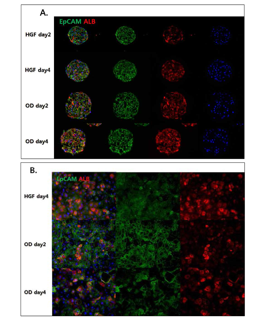 (A) 간세포의 분화 중 간전구세포 단계에서 형성한 hepatic 3D-spheroid를 성숙(maturation) 단계별로 marker의 발현을 단백질 수준에서 면역형광염색을 통해 확인함 (B) 간세포의 분화 중 간전구세포 단계 이후 성숙 단계별로 marker의 발현을 2D 상태의 단백질 수준에서 면역형광염색을 통해 확인함.