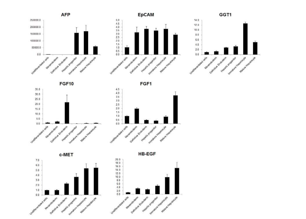분화 과정의 단계 별로 미성숙 간세포와 성숙 간세포에 각각 특이적인 유전자 발현을 real-time PCR을 이용하여 확인