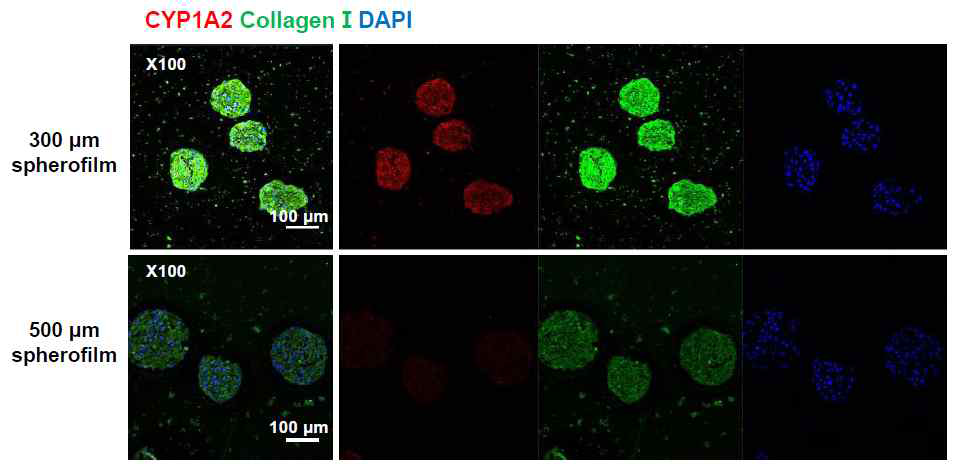 두 가지 지름의 spherofilm을 사용하여 간세포 구체를 형성하고, 간세포 특이적 유전자 발현을 면역형광염색을 통해 분석함.