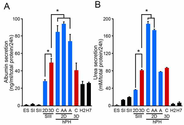 3D로 구체를 형성하였을 때의 간세포기능성 변화((A)albumin secretion, (B)urea secretion)를 분화 stage별 sample과 초대배양 간세포와 비교함.