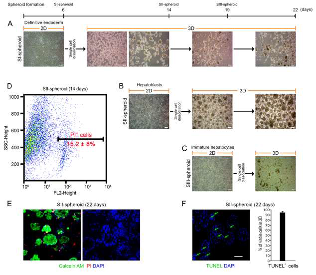 (A-C)간세포 분화 단계별 세포를 이용해 간전구세포 구체를 형성하는 프로토콜 . (D-F)유동 세포 분석기법과 형광염색 기법을 이용해 stageⅡ 세포가 구체 배양 시에 가장 viability가 높다는 것을 확인함.