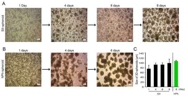 (A) 기보유 분화 기법을 이용해 분화시킨 간전구세포로 형성된 구체와 (B) 인간 초대배양간세포를 이용해 형성한 구체의 phase contrast 사진. (C) 구체형성 이후 시간별로 구체들의 크기를 분석함.