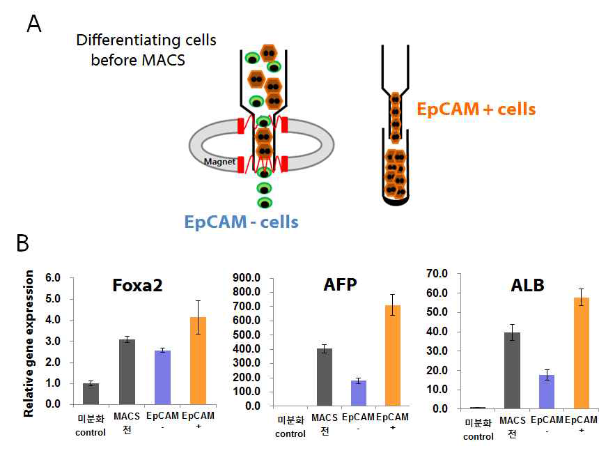 (A) Magnetic activated cell sorting(MACS)을 이용해 기 보유 간세포 분화기법으로 분화시킨 세포에서 간 전구세포 분리 모식도 (B) MACS로 분리한 세포의 간내배엽 발달과 관련된 유전자 발현을 real-time PCR을 통해 확인