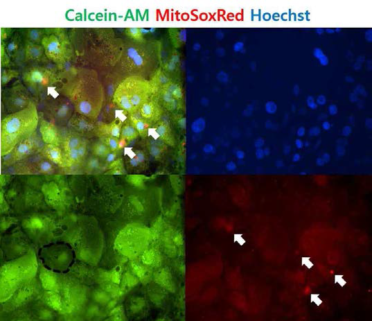 Calcein-AM, Hoechst blue, MitosoxRed 염색을 통한 간독성 기작 평가 가능성 제시