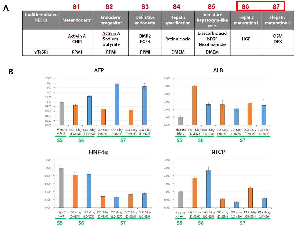 본 연구진의 기 보유 간세포 분화 프로토콜의 단계를 그림 (A)에서 표로 간단하게 나타냄. 본 연구진의 기 보유 간세포 분화 프로토콜을 이용해 인간배아줄기세포로부터 간세포로 분화시킨 세포의 간세포 특이적 인자 발현을 real-time PCR로 확인한 결과, (B) AFP , ALB, HNF4α, NTCP 의 발현 비교를 통해 간세포 성숙단계의 최적 배양조건 확립.