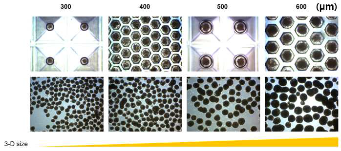 본 연구진의 기 보유 간세포 분화 프로토콜을 이용해 인간배아줄기세포유래 간세포의 최종 성숙단계에서 다양한 사이즈의 3-D 배양 (300, 400, 500, 600 μm 직경의 mold를 이용)을 유도.