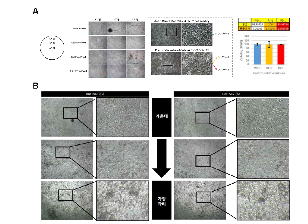 독성평가 플랫폼을 위한 적정 분화간세포 seeding condition 확립.