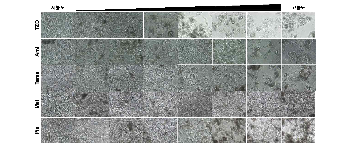 분화 간세포의 약물 농도에 따른 morphological 변화. 독성평가 플랫폼을 통해 분석한 각 약물 농도에 따른 cell viability 및 morphology 확인. 우측 최고농도 기준으로 1/2씩 dilution 함. Troglitazone(TZD) 250μM,, Amitriptyline(Ami) 200μM, Tamoxifen(Tamo) 500μM, Metformin(Met) 1000μM, Pioglitazone(Pio) 250μM.