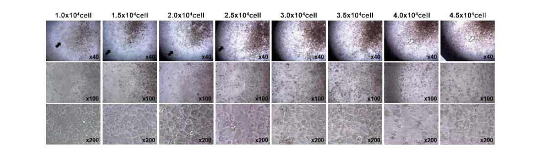 Mouse primary hepatocyte의 seeding condition. 마우스 초대배양 간세포 (C57B/6)의 독성평가 플랫폼 적용을 위한 cell seeding condition을 각각 분석함.