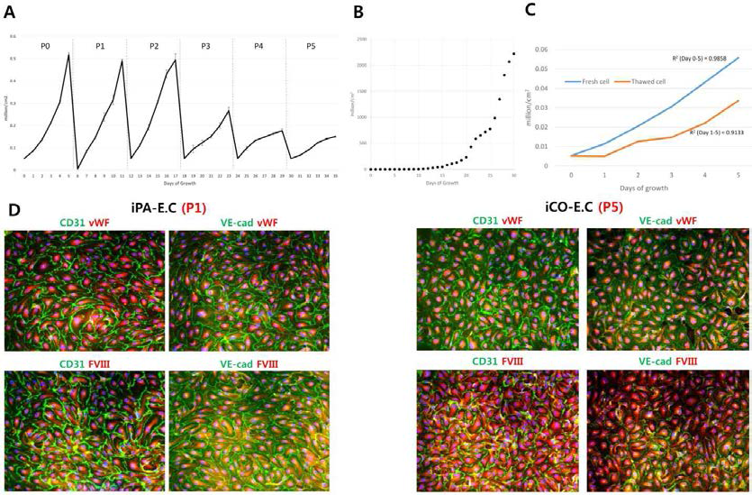 분화시킨 혈관내피세포의 계대에 따른 증식력과 표현형 유지 검증.