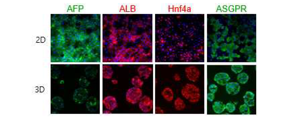 인간배아줄기세포 유래 간세포를 이용하여 최적 크기의 구체를 형성하였을 경우 간세포 특이적 마커 발현을 면역형광염색을 통해 비교.