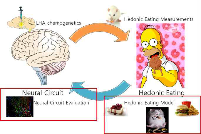 쾌락적 폭식과 신경회로 상호작용 관계