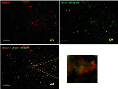 LHA에서의 GABA뉴런과 Leptin 수용체 뉴런 분포