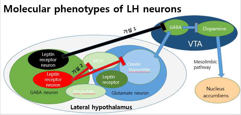 Lateral hypothalamus에서 reward를 관장하는 VTA로의 뉴런circuit의 모식도