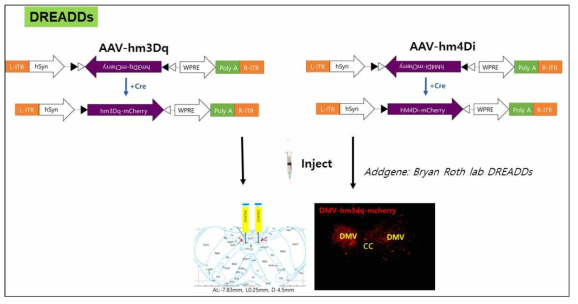 화학 유전체 방법 활용한 부교감 신경 활성(3dq) 수용체 사용 타겟팅 후 위치 및 모델 확립
