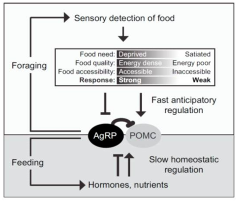 음식 자극으로 신속히 식욕촉진 AgRP 신경세포와 포만감 POMC 신경세포가 반응하는 모델