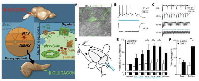 뇌 NTS 신경이 저혈당을 탐지 통해, 췌장 glucagon 분비 유발 기전 (Cell Metabolism 2014)