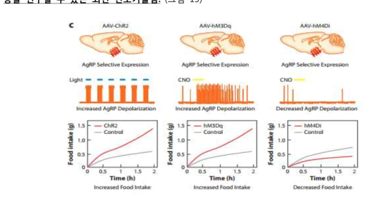 광유전체/화학유전체를 활용한 신경 활성화/억제 실험.
