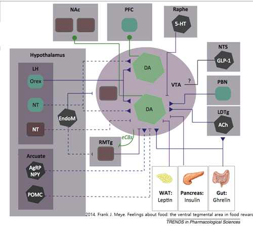 쾌락적 섭식과 관련된 여러 신경과 내분비적 연결 고리(2014 Trends in Pharmacological sciences)