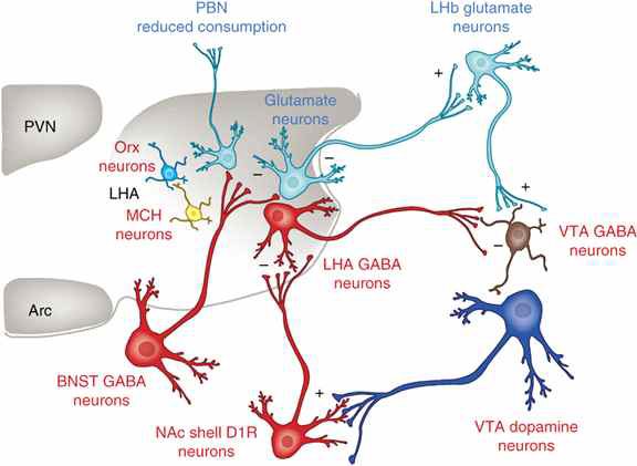 섭식과 보상에 관련된 시상하부(LHA)중심의 신경망 연결 (2016 Nature Neuroscience)