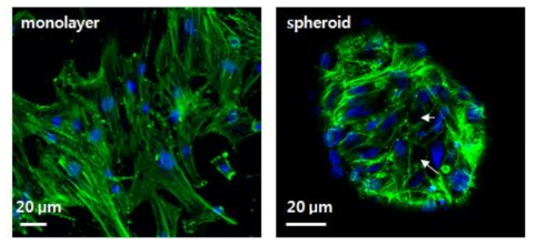 2차원 세포 배양과 3차원 세포배양에서 살아있는 세포 비교