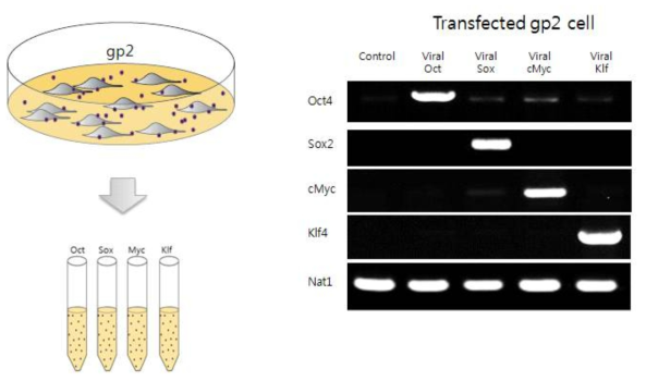 iPSCs 제작을 위해 사용되는 유전자 전달 바이러스를 생산하는 과정에 대한 모식도와 바이러스생산 여부의 확인에 대한 PCR gel 사진