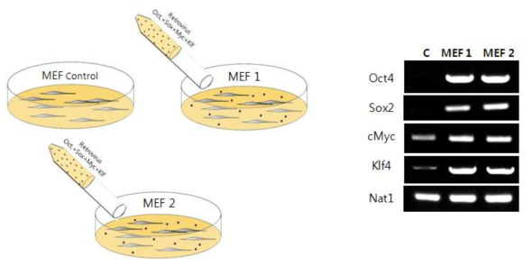 마우스 iPSCs 제작을 위해 마우스 배아섬유아세포 (MEF)에 네 가지 유전자를 생산된 바이러스를 통해 전달하는 과정에 대한 모식도와 바이러스가 처리된 실험군 MEF1과 MEF2에서 control과 비교해 나타나는 PCR gel 양상