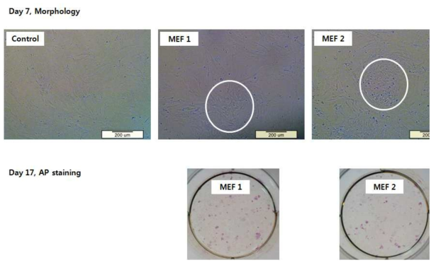 마우스 iPSCs의 7일 경과 후 광학현미경사진과 17일 경과 후 AP staining 사진