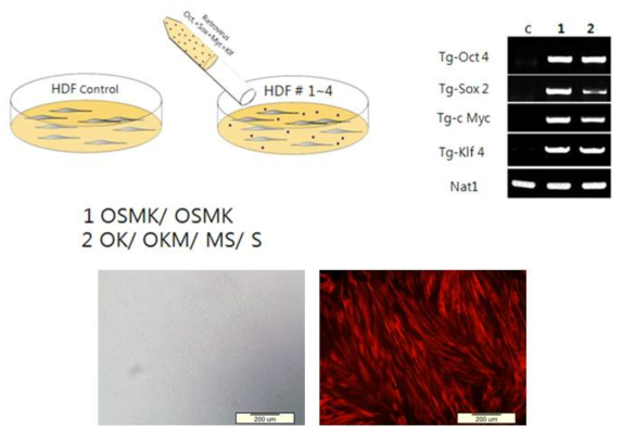 인간 iPSCs 제작을 위해 인간 섬유아세포 (HDF)에 네 가지 유전자를 생산된 바이러스를통해 전달하는 과정에서 바이러스 제공의 방식을 달리한 모식도와 바이러스가 처리된 실험군 1과 2에서 control과 비교해 나타나는 PCR gel 양상, 그리고 바이러스가 전달된 세포의 형광현미경사진