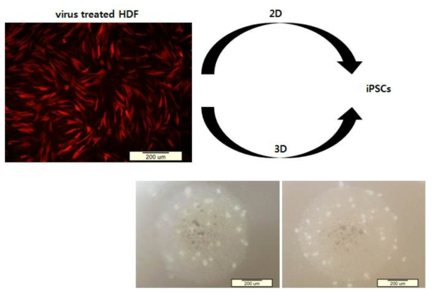 iPSCs 제작과정에 3차원 줄기세포 형성을 삽입하여 역분화 효율을 증대시키는 내용에 대한 모식도와 각각 형광현미경, 광학현미경 사진