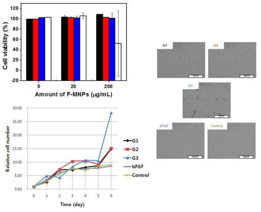 bFGF 담지 자성나노입자의 세포독성결과와 세포생장효능에 대한 결과 및 광학현미경 사진