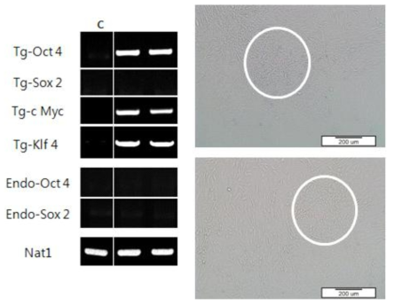 세포투과성 단백질을 이용해 Sox2를 전달한 실험에 대한 PCR gel 사진과 역분화가 유도된 세포의 광학현미경 사진