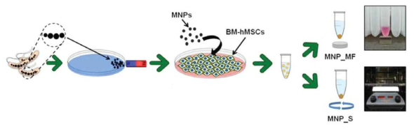 인간골수유래 중간엽줄기세포에 자성박테리아유래의 정제된 자성나노입자를 도입하고 자화된 중간엽줄기세포의 3차원 클러스터 구현과 자석 기반의 정자기장 및 전단응력 적용을 통한 연골 조직으로의 분화에 대한 일련의 모식도