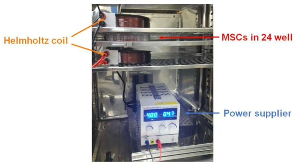 자성나노입자가 도입된 줄기세포의 골분화 유도를 위한 헬름홀츠코일 기반의 균일자기력장치