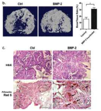 in vivo 골분화 유도 결과 및 골조직 재생 사진