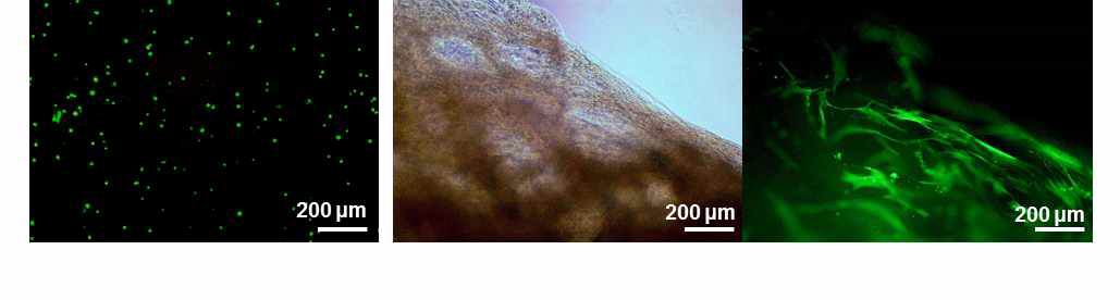 세포의 생존력 관찰(왼쪽)과 세포의 부착능 및 구조유지력 관찰(가운데, 오른쪽)