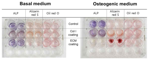 중간엽줄기세포를 일반배양배지와 골분화배지 상에서 배양하면서 ECM 조건에 따른 골분화정도를 비교 분석