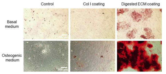 일반배지와 골분화배지 상에서 20일 간 배양하며 ECM 조건에 다른 중간엽줄기세포의 골분화를 무기질 결정을 타겟하는 Alizarin red S로 확인함