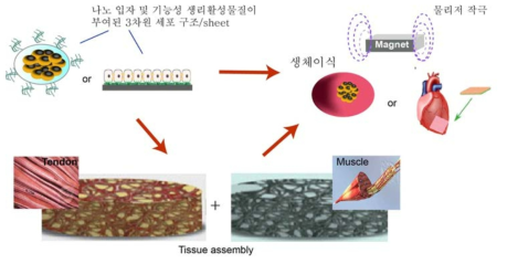 기능성 나노구조체를 이용한 3차원 줄기세포 조직형성 개괄도