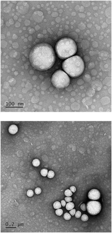 TEM images of extruded pegylated liposome dispersion
