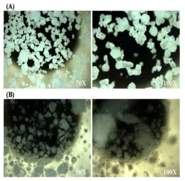 Proliposome powder(A) 및 리포좀 수화 직후 Proliposome(B)의 현미경 사진