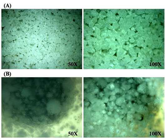 Proliposome powder 사진 및 45℃에서의 리포좀 수화 과정