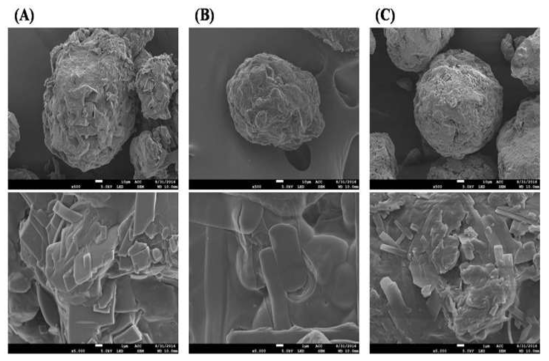 SCF-ACZ(non-PEG)(A), SCF-PEG/ACZ(B) 및 SCF-PEG/SA/ACZ(C)의 SEM images