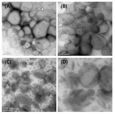 non-extruded(A,B) and extruded(C,D) SCF-PEG/SA/ACZ 리포좀의 TEM images