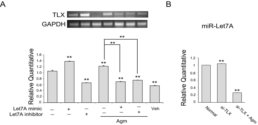 아그마틴 처치 후 신경줄기세포에서 TLX mRNA 발현 변화 및 TLX 발현 억제 후 Let7A mRNA 발현 변화