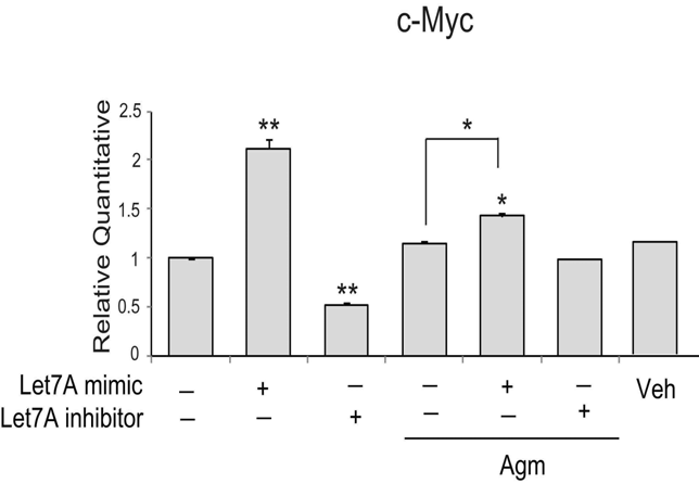 아그마틴 처치 후 신경줄기세포에서 c-Myc mRNA 발현