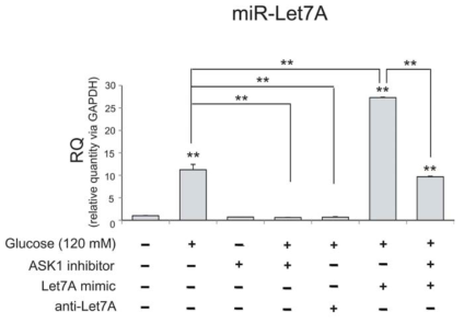 High glucose 환경에서 신경교세포에서 miR-Let7A의 발현양 측정